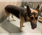 Small German Shepherd Dog