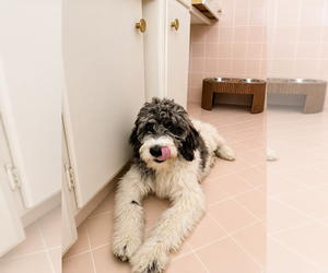 Goldador Doodle Puppy for sale in SACRAMENTO, CA, USA