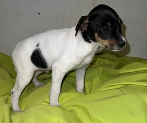 Fox Terrier (Toy)-Miniature Australian Shepherd Mix Puppy for sale in SILVER CREEK, NY, USA