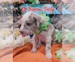 Small #5 Great Dane