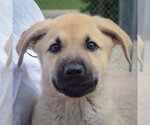 Small #5 Anatolian Shepherd-German Shepherd Dog Mix