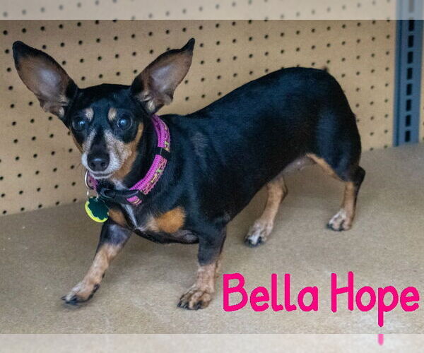 Medium Photo #58 Dachshund-Unknown Mix Puppy For Sale in San Antonio, TX, USA