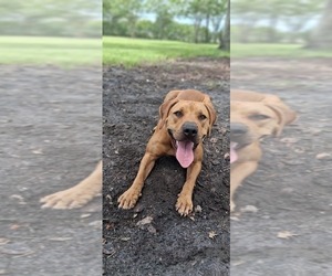 American Pit Bull Terrier Puppy for sale in CLEARWATER, FL, USA