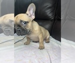 Small Photo #6 French Bulldog Puppy For Sale in CHESAPEAKE, VA, USA