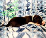 Small Photo #16 Border Collie Puppy For Sale in ELMENDORF, TX, USA