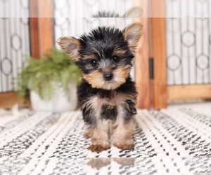 Yorkshire Terrier Puppy for sale in NAPLES, FL, USA