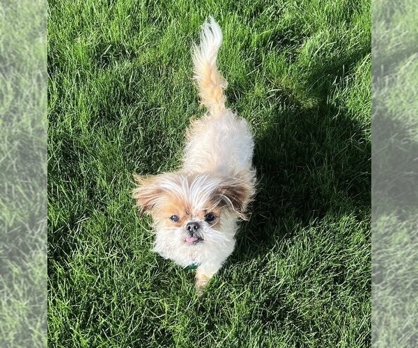 Medium Photo #2 Shih Tzu-Unknown Mix Puppy For Sale in Clarkston, MI, USA