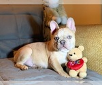 Small Photo #1 French Bulldog Puppy For Sale in PASO ROBLES, CA, USA