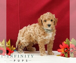 Goldendoodle (Miniature) Puppy for sale in GORDONVILLE, PA, USA
