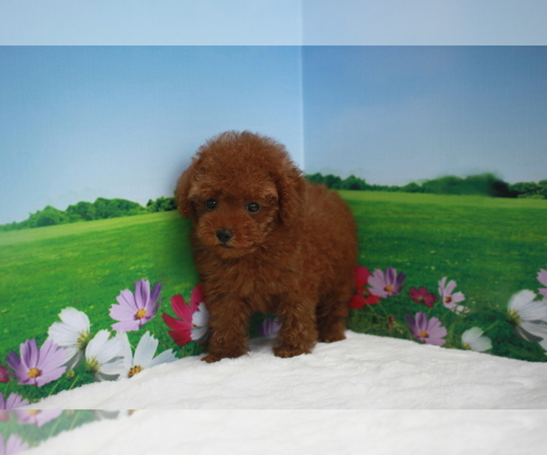 Medium Photo #5 Poodle (Toy) Puppy For Sale in BECKWOURTH, CA, USA