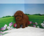 Small Photo #5 Poodle (Toy) Puppy For Sale in BECKWOURTH, CA, USA