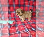 Small #7 Shih Tzu