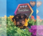 Small Photo #32 Yorkshire Terrier Puppy For Sale in AKRON, OH, USA