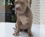 Small #3 American Bully