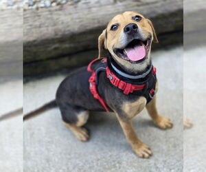 Beagle-Unknown Mix Dogs for adoption in Woodsfield, OH, USA