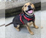 Small Beagle Mix