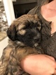 Small Photo #2 Whoodle Puppy For Sale in CARLSBAD, CA, USA