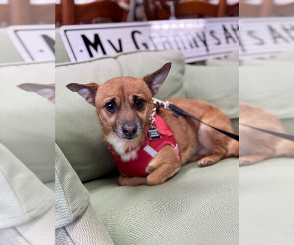 Medium Photo #3 Chiweenie Puppy For Sale in Mundelein, IL, USA