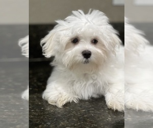 Maltese Puppy for Sale in SARASOTA, Florida USA
