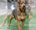 Small #1 Beagle Mix