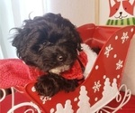 Small Photo #5 Maltipoo Puppy For Sale in INDEPENDENCE, MO, USA