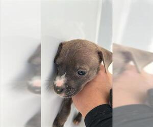 Boxer-Unknown Mix Dogs for adoption in Houston, TX, USA