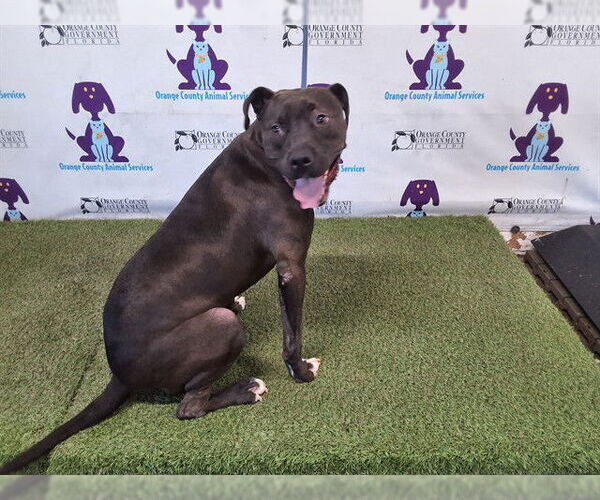 Medium Photo #1 American Pit Bull Terrier-Labrador Retriever Mix Puppy For Sale in Orlando, FL, USA