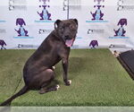 Small American Pit Bull Terrier-Labrador Retriever Mix
