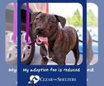 Small #1 Plott Hound Mix