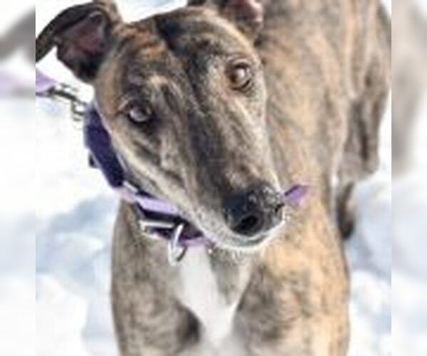 Medium Photo #1 Greyhound Puppy For Sale in Grandville, MI, USA