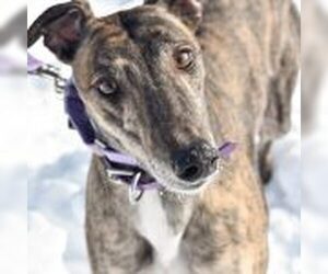 Greyhound Dogs for adoption in Grandville, MI, USA