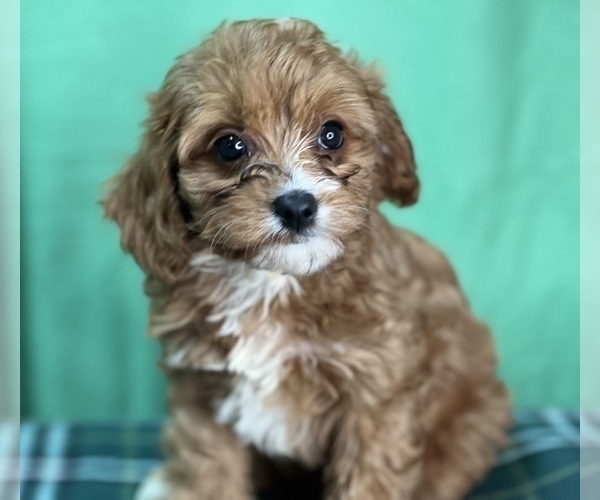Medium Photo #4 Cavapoo Puppy For Sale in DUNDEE, OH, USA