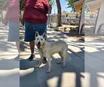 Small Photo #3 - Mix Puppy For Sale in Phoenix, AZ, USA