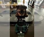 Small Photo #11 Yorkshire Terrier Puppy For Sale in SACRAMENTO, CA, USA