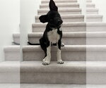 Cassian a/k/a Onyx - Male Siberian Husky-Unknown Mix Dog for Adoption - Small photo