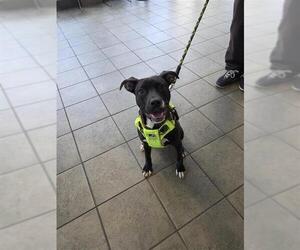 Mutt Dogs for adoption in San Antonio, TX, USA