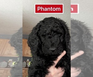 Goldendoodle Puppy for sale in LOS LUNAS, NM, USA