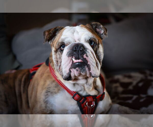 Medium Photo #2 Bulldog-Unknown Mix Puppy For Sale in Fort Collins, CO, USA