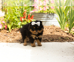 Small #4 Pomeranian
