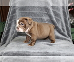 Puppy 3 Bulldog