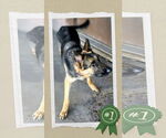 Small #2 German Shepherd Dog