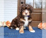 Small #2 Bernedoodle (Miniature)