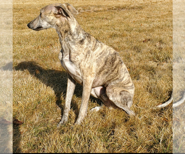 Medium Photo #1 Whippet Puppy For Sale in SOUTH SIOUX CITY, NE, USA