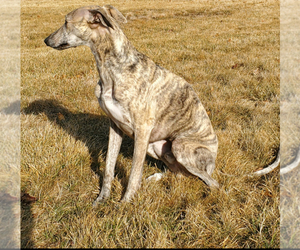 Father of the Whippet puppies born on 09/26/2025