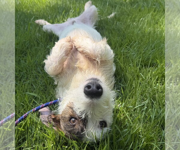 Medium Photo #4 Mutt Puppy For Sale in Yardley, PA, USA