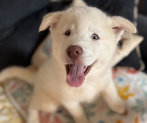 Siberian Husky Puppy for sale in HURT, VA, USA