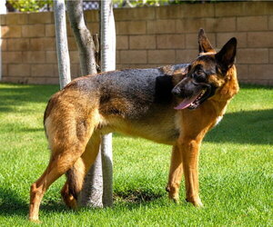 Xander - Adopt Me! - Male German Shepherd Dog-Unknown Mix Dog for Adoption - Photo #10