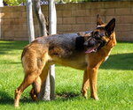 Small #9 German Shepherd Dog Mix