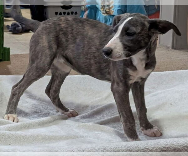 Medium Photo #2 Catahoula Leopard Dog-Unknown Mix Puppy For Sale in Alexander, AR, USA