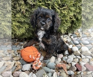 Cavapoo Puppy for sale in MIDDLEBURY, IN, USA